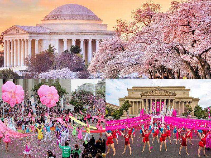 Trải nghiệm lễ hội National Cherry Blossom Festival