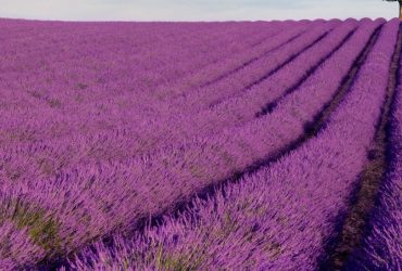 Cánh đồng hoa Lavender tại Đà Lạt