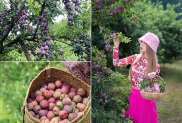 Vườn mận Bích Hạnh tại thung lũng Nà Ka
