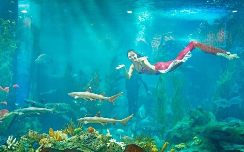 Màn trình diễn của các “nàng tiên cá” như bước ra từ truyện cổ tích