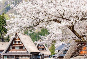Hoa anh đào Shirakawa-go với vẻ đẹp nhẹ nhàng và trong trẻo