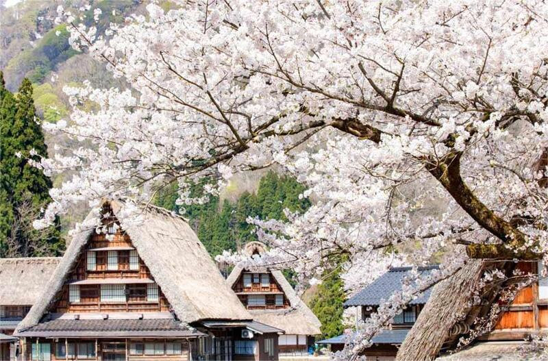 Hoa anh đào Shirakawa-go với vẻ đẹp nhẹ nhàng và trong trẻo Hoa anh đào Shirakawa-go với vẻ đẹp nhẹ nhàng và trong trẻo