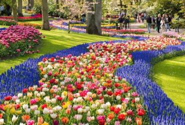 Bước đến châu Âu - cảm nhận vẻ đẹp mùa hoa tulip