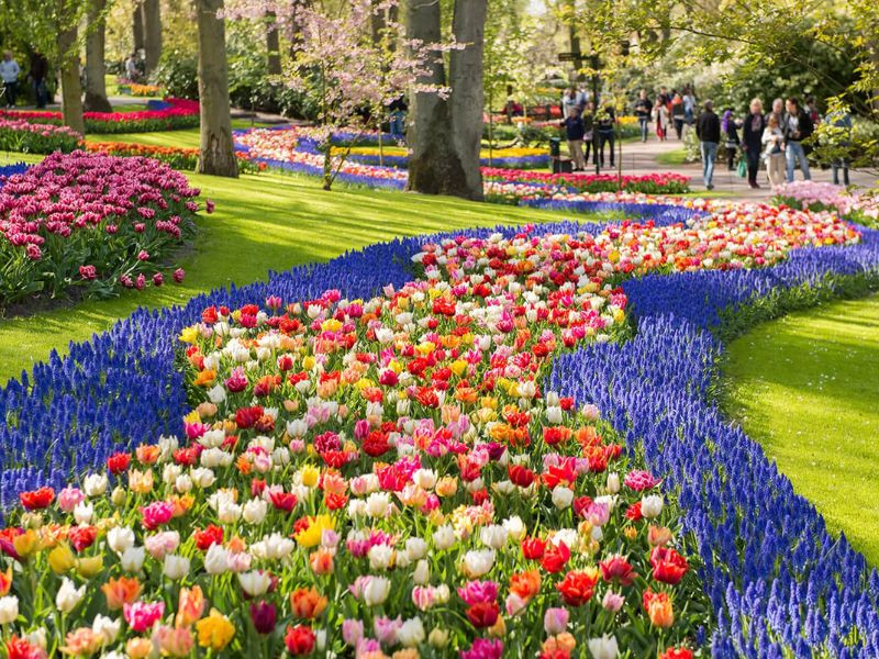 Bước đến châu Âu - cảm nhận vẻ đẹp mùa hoa tulip Bước đến châu Âu - cảm nhận vẻ đẹp mùa hoa tulip