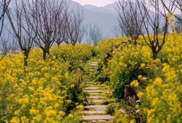 Mùa hoa cải Sapa từ tháng 2 đến cuối tháng 3