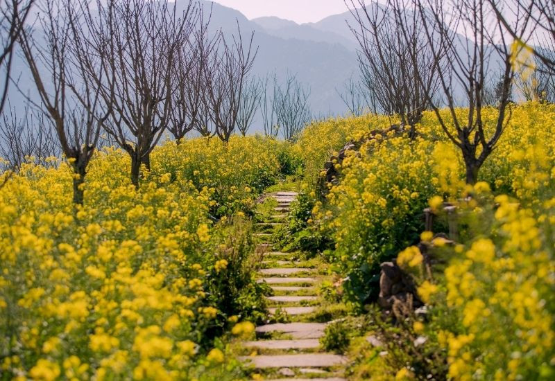 Mùa hoa cải Sapa từ tháng 2 đến cuối tháng 3