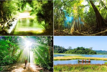 Rừng Nam Cát Tiên rực rỡ sắc xuân