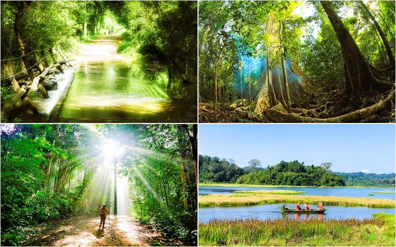 Rừng Nam Cát Tiên rực rỡ sắc xuân 