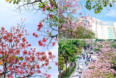 Sắc hoa nổi bật giữa những khối nhà cao tầng