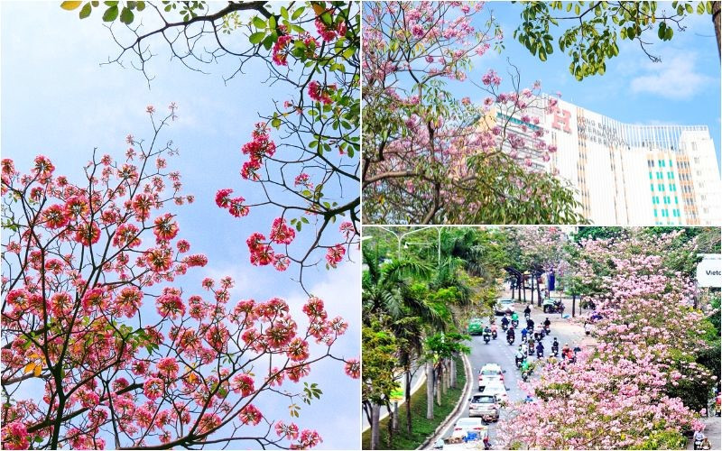 Sắc hoa nổi bật giữa những khối nhà cao tầng