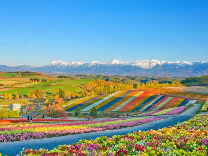 Cánh đồng hoa ở Hokkaido nở rộ