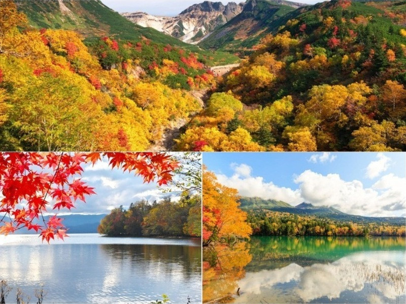 Mùa thu Hokkaido Nhật Bản (Ảnh sưu tầm)