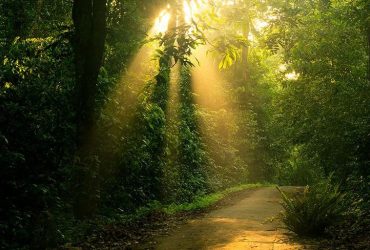 Đây khu rừng có địa hình phức tạp cùng cảnh quan độc đáo